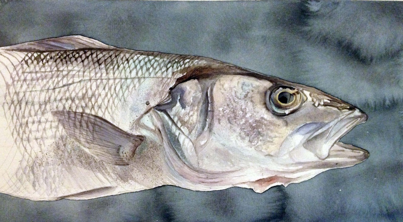 Sea bass (Centrantus labrax) on blue (head) cm46x30
