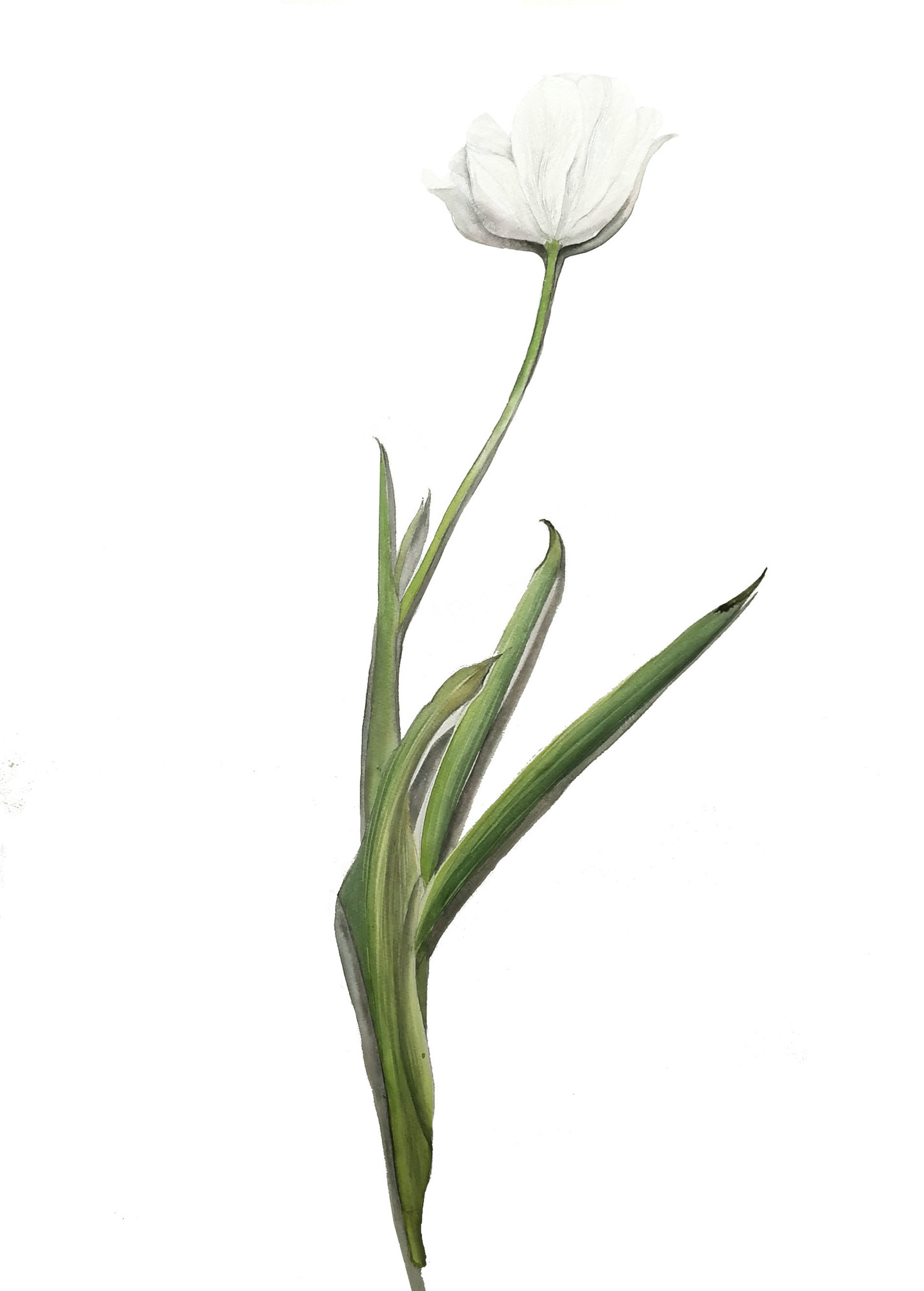 white tulip