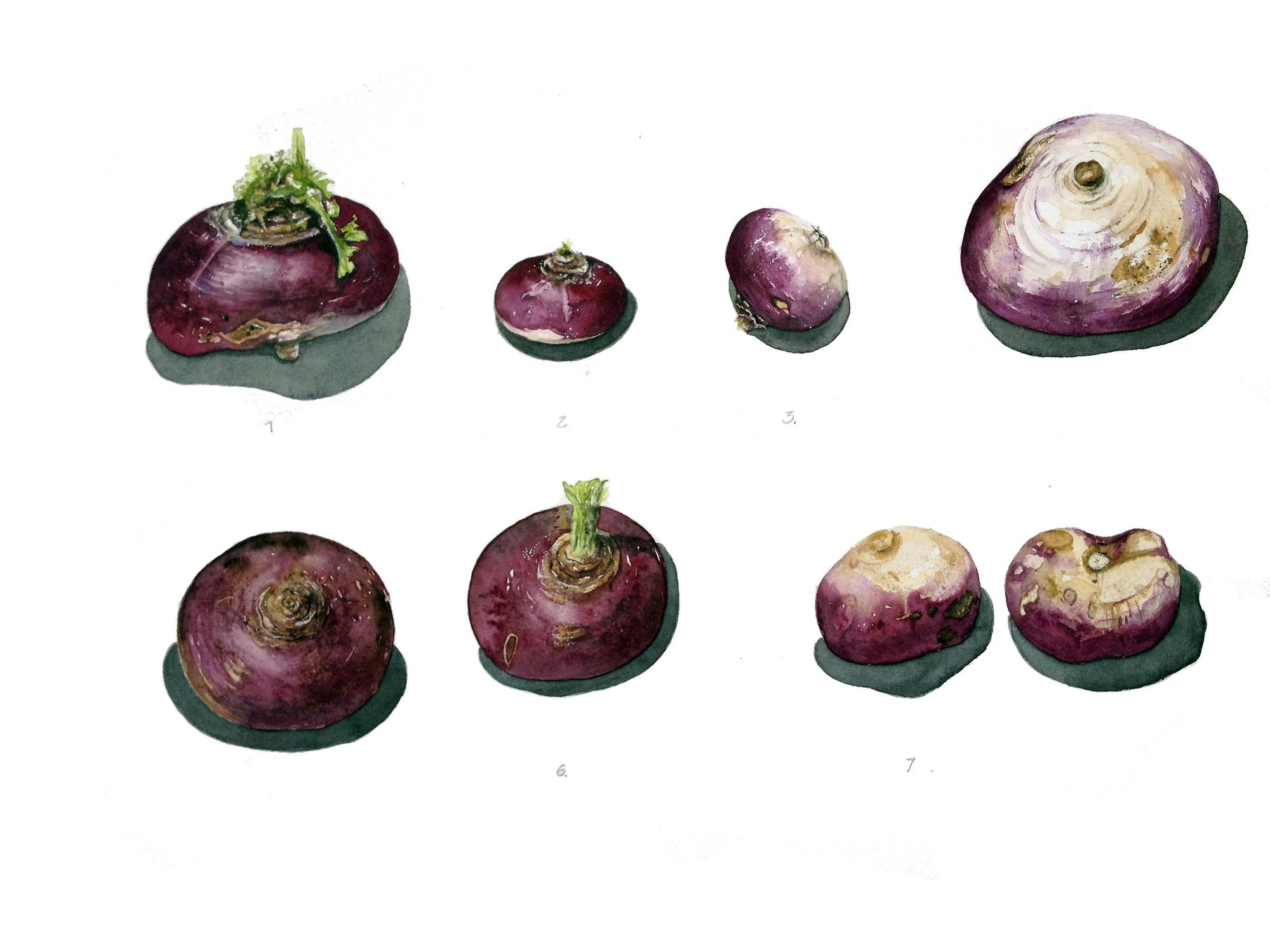 Turnips series 1
